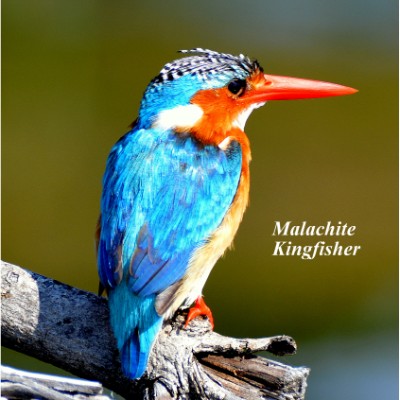 Malachite Kingfisher